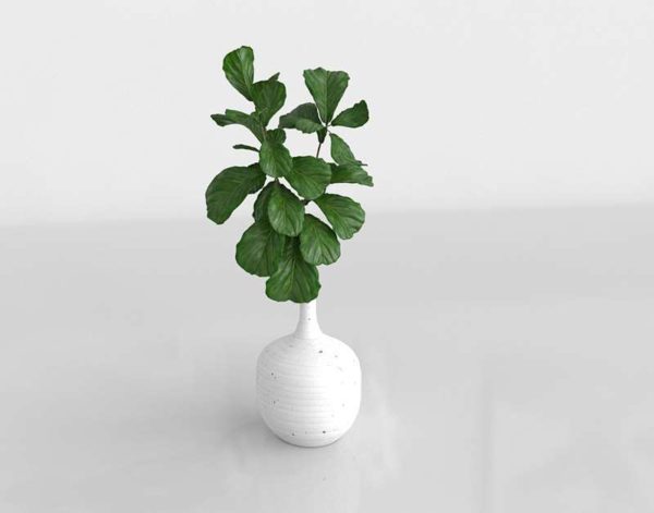 Florero 3D con Ficus Carica