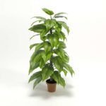 Planta Interior 3D Philodendron Grande