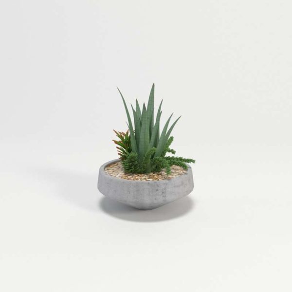 Agavep Pant w Mixed Succulents In Contemporary Bowl