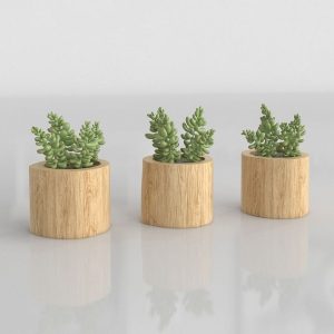 3D Plants for Decor