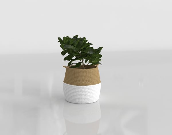 Tidy Basket with Plant 3D Model